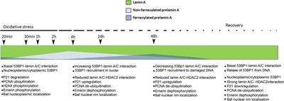 The role of prelamin A post-translational maturation in stress response and 53BP1 recruitment